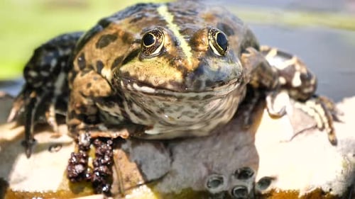 großer brauner und grüner Frosch sitzt regungslos auf schwimmenden Pflanzen, Nahaufnahme