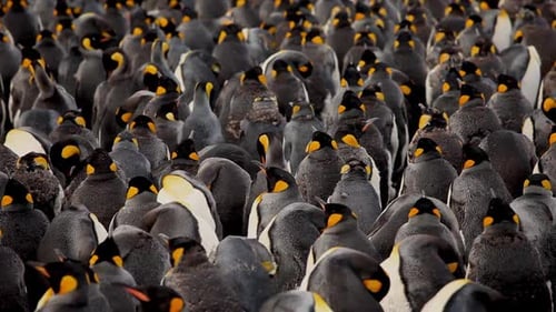 King Penguins On South Georgia Island