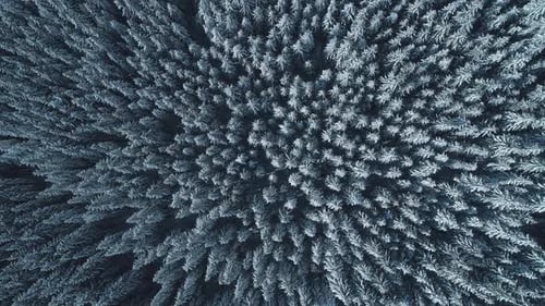 Winter Season Spruce and Pine Trees Covered with Snow. Aerial Top Down Flyover Shot of Winter Forest
