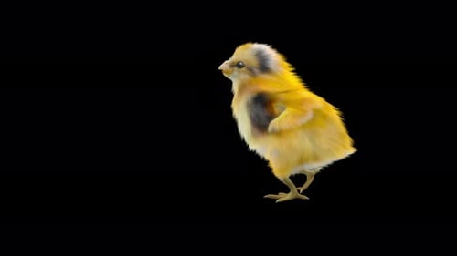 Cute Yellow Chick Walking Animation