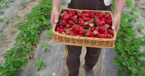 Greenhouse Worker Carrying Box with Ripe Strawberries