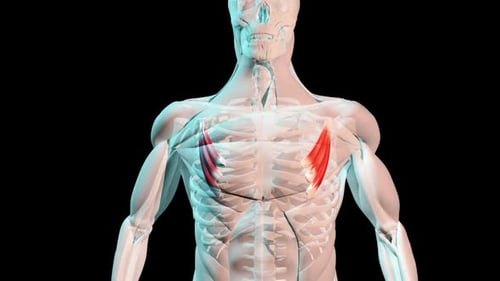 3D Animation of Human Chest Muscles Pectoralis Major Highlighted