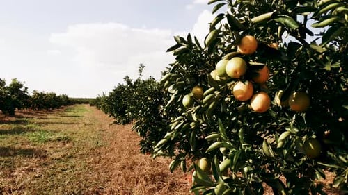 Orange orchard on a sunny day with a light breeze in Brazil. Sidewaysement.