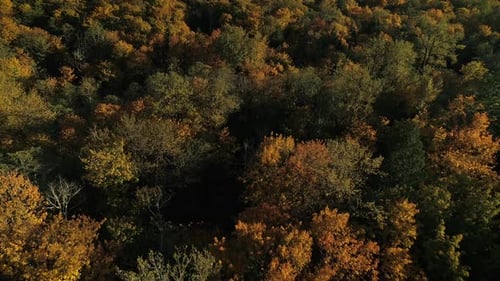 Drohne fliegt in der Herbstsaison über Baumkronen der Herbstfarben