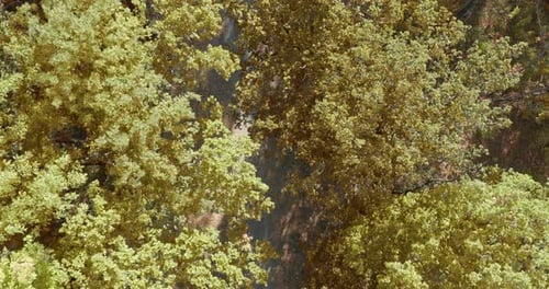 Aerial View of Forest and Path