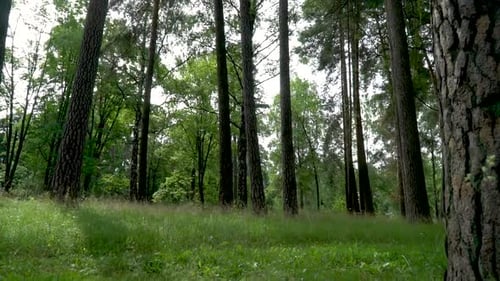 Walking Through the Forest with Large Green Trees
