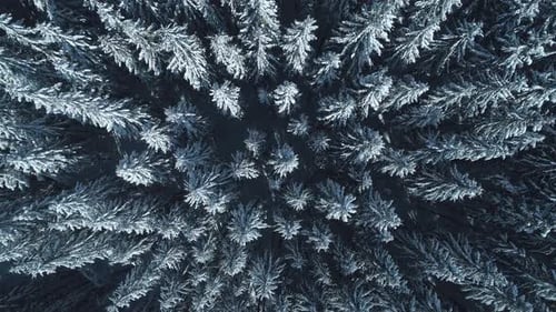Winter Season Spruce and Pine Trees Covered with Snow. Aerial Top Down Flyover Shot of Winter Forest