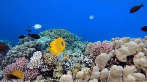 Vibrant Coral Reef Ecosystem with Colorful Fish