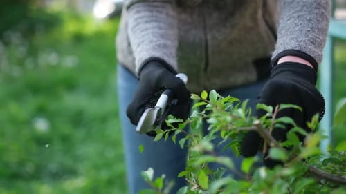 Gardening Concept Gardener with Secateurs Cutting Branches of Bushes