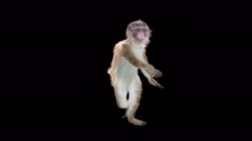 Monkey Dance 4K
