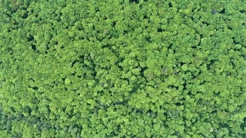 Forêt très verte
