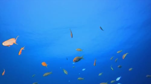 Tropische Unterwasser-Meeresfische