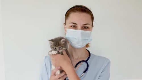 Vet Holding Gray Kitten in Hospital Setting