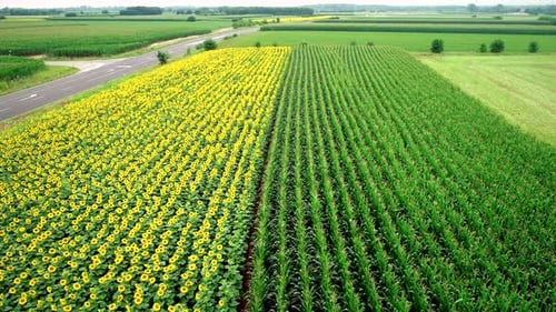 Vue aérienne de rangées de tournesol et de maïs dans les champs.