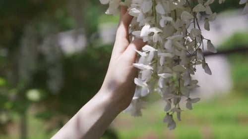 Hand gently touching delicate white wisteria flowers