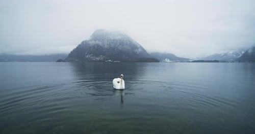 Majestic Swan Swimming on a Tranquil Winter Lake