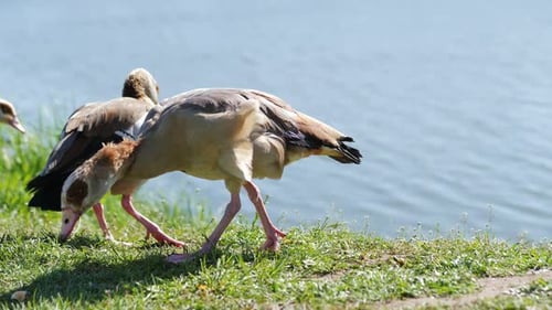 Duck By the Lake Eating Grass Wildlife