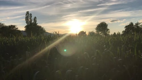 Field