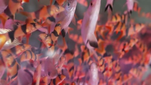Diversity of Tropical Fishes in Exotic Decorative Aquarium. Assortment in Chatuchak Fish Market Pet