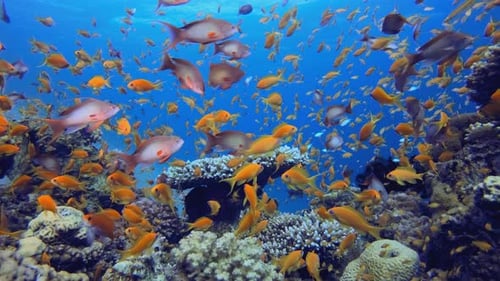 Tropical Seascape Colourful Fish