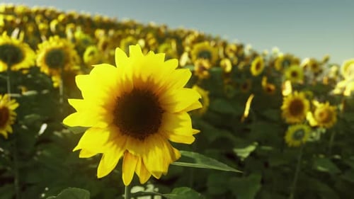 Field of Sunflowers and Sunset