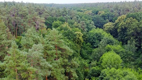 Sommergrüne Bäume des Waldes Hintergrund