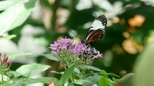 Butterflies