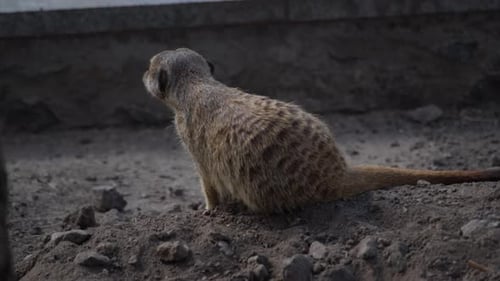 Mitglied der Meerkat-Familie