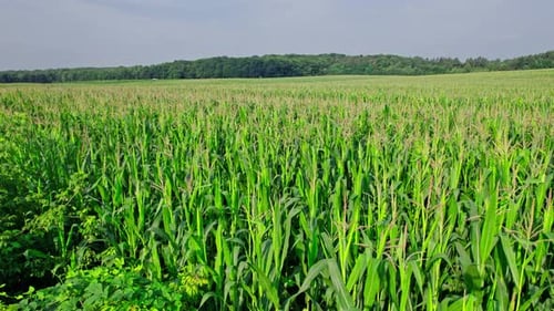 Wunderschöne Sommerlandschaft eines Maisfeldes