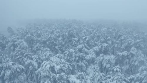 Schneebedeckte Bäume im Wald mit nebligen Winteraufnahmen aus der Vogelperspektive