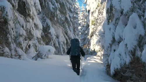 Male Hiker with Tourist Backpack Walking Through Dense Forest with Deep Snow on Cold Winter Day