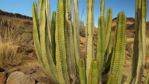 Der Kaktus schwenkt dann hoch, um die Landschaft des Tals