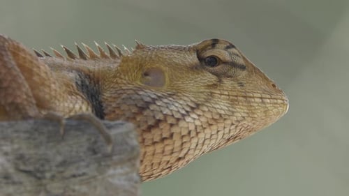Lizard