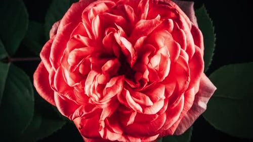 Rosenblühende Blütenblätter auf großer Knospe