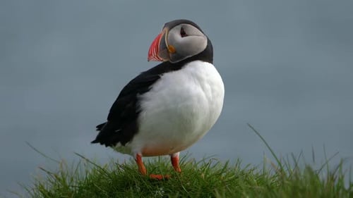 Wild Atlantic Puffin Seabird in the Auk Family in Iceland
