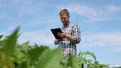 Farmer Uses a Tablet Computer on a Soy Field