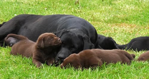 Black Labrador Retriever Bitch and Brown Puppies on the Lawn, Sleeping, Normandy, 4K Slow Motion