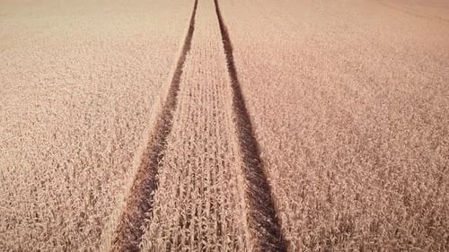 Wheat field with traces of tractor wheels