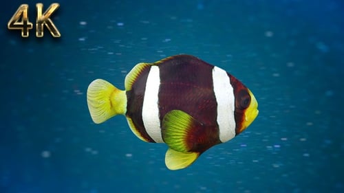 Realistic Animated Clownfish Swimming in Blue Water