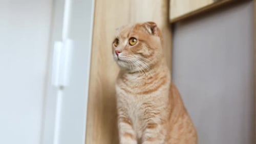Beautiful Orange Cat Sitting Calmly on Shelf