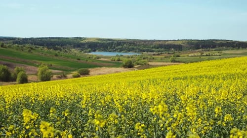 Blühendes Rapsfeld.