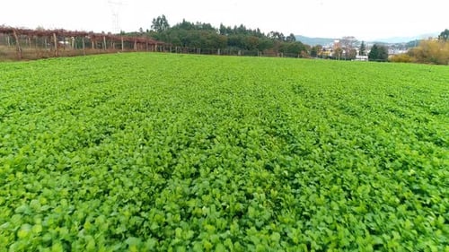 Aerial View of Lush Green Crop Field