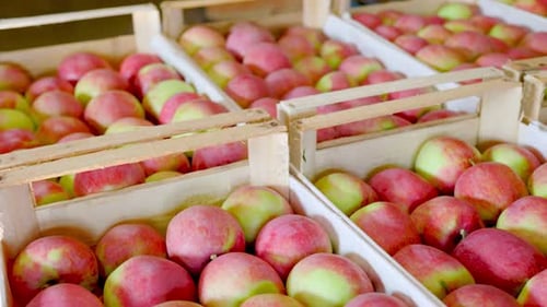 Freshly Harvested Apples in Wooden Crates