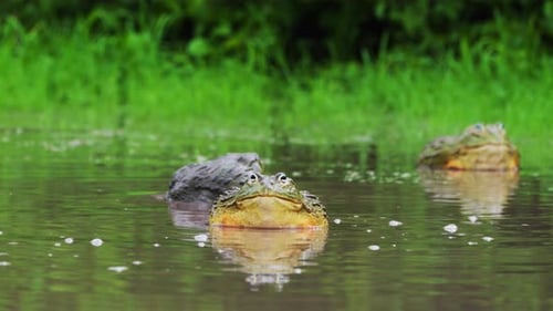Huge Colourful African Bullfrog Looking In To The Camera With Fellow Bullfrogs In The Background In