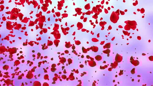 Red Rose Petals Falling Slowly for Romantic Background