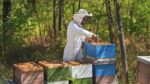 Beekeeper works with bees and beehives in the apiary. Beekeeping concept.