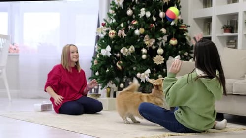 Teen Girls Play with Corgi by Christmas Tree