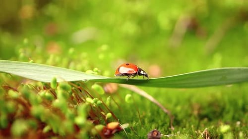Close-up Wildlife of a Ladybug in the Green Grass in the Forest