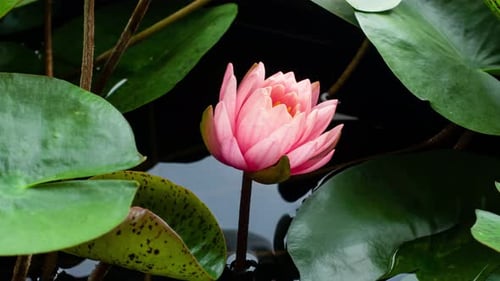 Pink Water Lily Blooming in Time Lapse on a Green Leaves Background. Single Beautiful Coral Nymphaea