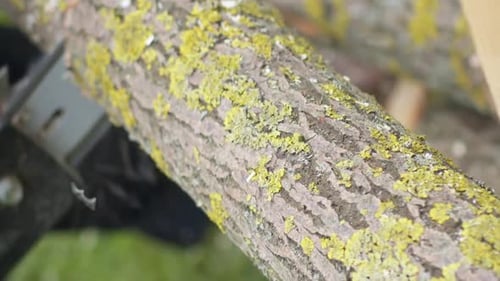 Chainsaw Cuts Tree Branch with Yellow Moss